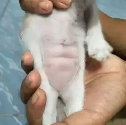 意外发现自家小奶猫竟然有腹肌橘猫看了良心不会痛吗...