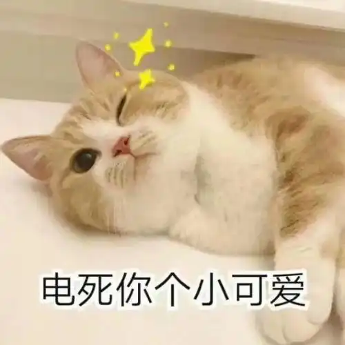 520特辑千万不要送百合花给你养猫的女朋友哦