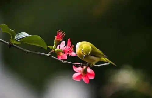 煮一壶春天