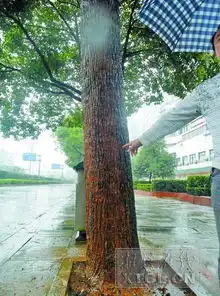 湘潭芙蓉中路近20棵樟树有白蚁图