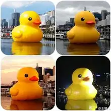 香港大黄鸭漏气卧倒众星微博调侃引热议