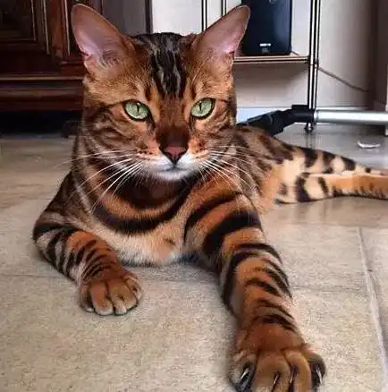 有一种猫,自带王者气质,充满狂野的诱惑没错,就是它suki