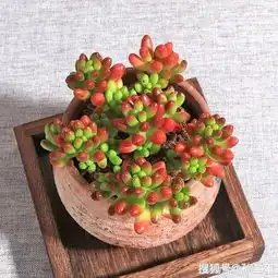 多肉植物记如虹如玉的肉美人虹之玉