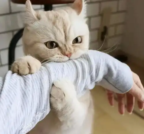 猫咪犯错给你道歉的6个表现,你却还在责怪他活该被报复