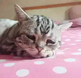 委屈猫领衔盘点那些阔气的宠物
