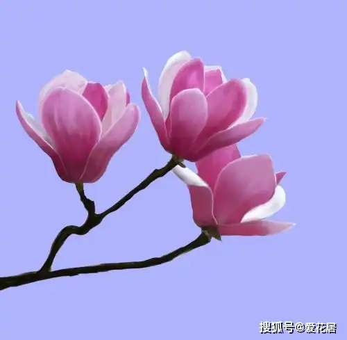 木兰花花语及寓意是什么你知道麻木兰花送给谁合适吗