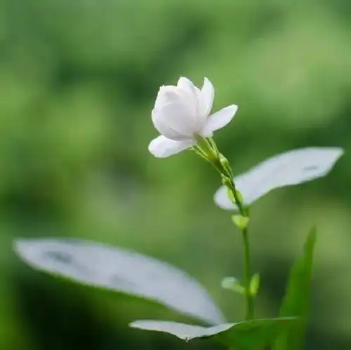 充满大智慧的佛语,哪一句让你茅塞顿开