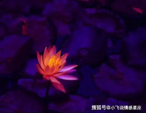 值得珍惜的4个生肖女,财运不断,好运连连,旺夫旺子旺财