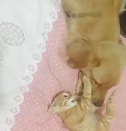 小奶猫把大金毛当成奶妈,每天跑来要奶喝,可把金毛愁坏了