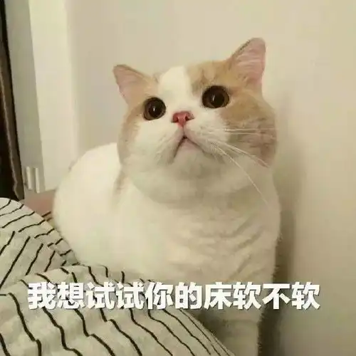 爱猫人士点击就看可爱小猫